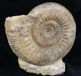 Stephanoceras Ammonite - Dorset, England #30782-2
